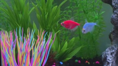 Close up view of glofish in aquarium. Glow fish different colored in tank with big stone, decorations. Gymnocorymbus ternetzi