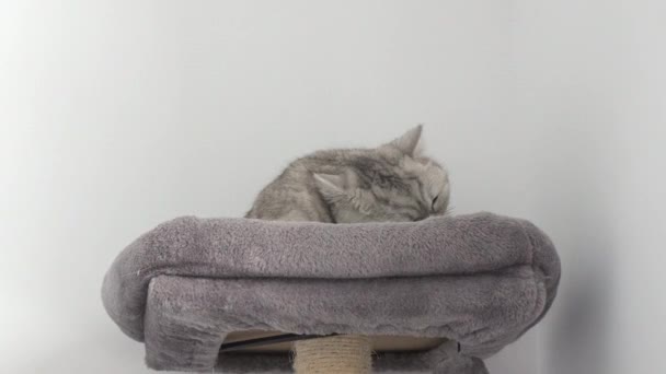 Grey Tabby Cat Grooming Itself Cat Tree Look Camera Slow — Stockvideo