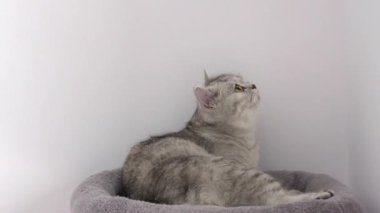 Grey tabby cat grooming itself on cat tree look at camera in slow motion. British shorthair kitten licking its butt and look in camera. Cat with yellow eyes on cat tree. Selective focus.