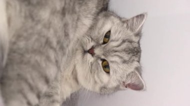 Close up grey tabby cat grooming itself at home in slow motion. Vertical. British shorthair cat licking paws and look in camera. Cat with yellow eyes on cat tree. Selective focus.