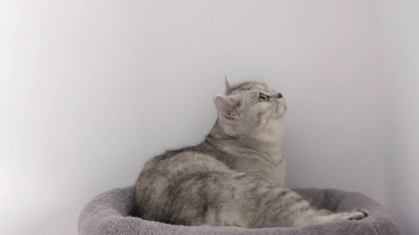 Grey Tabby Cat Grooming Itself Cat Tree Look Camera Slow — Αρχείο Βίντεο