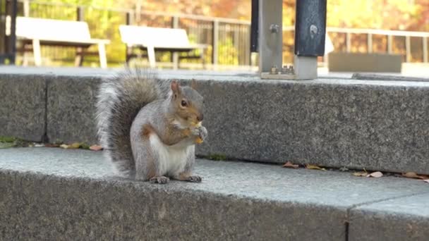 Close View Grey Squirrel City Park Eating Fast Food Leftovers — Vídeo de stock