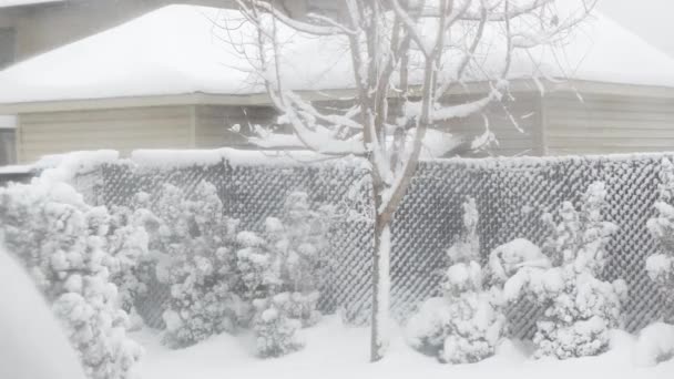 View Trees Bushes Gazibo Backyard Heavy Snowfall Blizzard Wind Gusts — Wideo stockowe