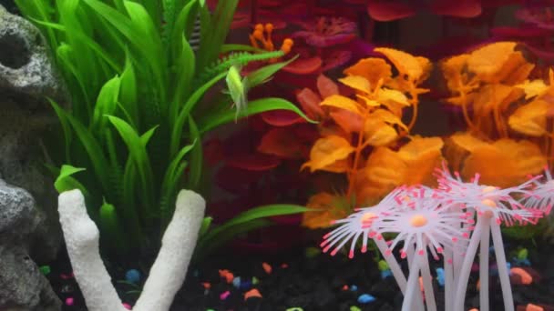 Close View Glofish Aquarium Glow Fish Different Colored Tank Big — ストック動画