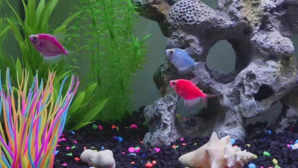 Close View Glofish Aquarium Glow Fish Different Colored Tank Big — Stockvideo