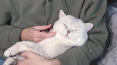 Woman petting her lovely fluffy white cute cat. Cute kitten with closed eyes. Love cats and humans.