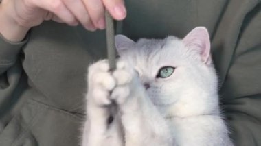 White fluffy cute cat with blue eyes is playing with the hoodie lace on woman hands. Cute kitten with closed eyes. Love cats and humans.