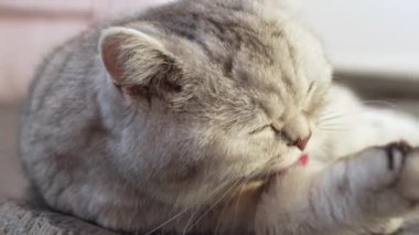 Close view British stripped grey cat grooming her paws, look at camera and lick her nose. Slow motion. Blurred background. Relaxed grey cat with big yellow eyes on sunny day.
