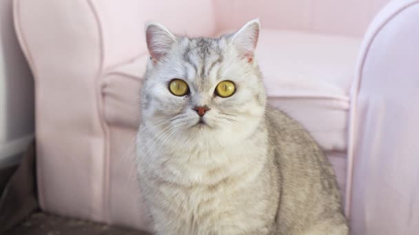 Scottish Stripped Grey Cat Sits Next Pink Chair Looks Camera — Stock videók