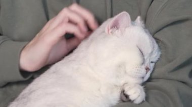 Woman petting her lovely fluffy white cute cat. Cute kitten with closed eyes. Love cats and humans