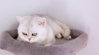 4k Close up white kitten with big blue eyes lying on grey cat tree. Striped domestic kitty lying. Sleep cat. Concept of happy adorable pets