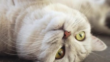 Close view British stripped grey cat lying on her back belly up and moving, look aside. Slow motion. Blurred background. Relaxed grey cat with big yellow eyes on sunny day