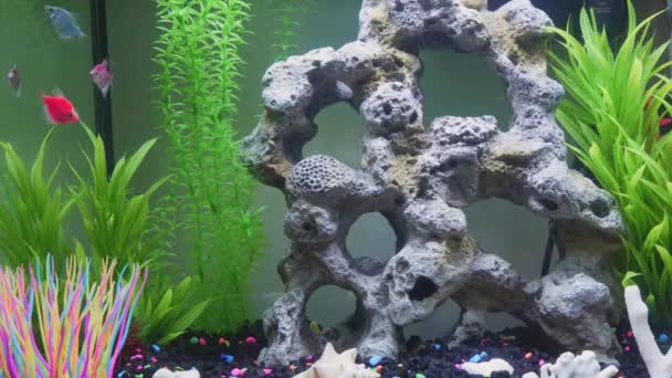 Close View Glofish Aquarium Glow Fish Different Colored Tank Big — стоковое видео