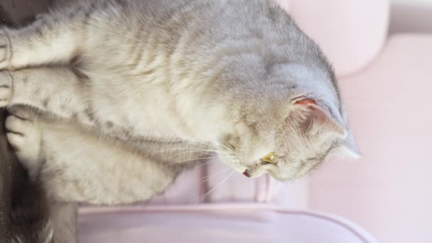Шотландская Серая Кошка Сидит Рядом Розовым Стулом Смотрит Камеру Большими — стоковое видео