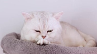 4k Close up white kitten with blue big eyes. White domestic kitty lying on cat tree. Sleepy cat. Concept of happy adorable pets.