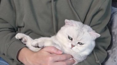 Woman petting her lovely fluffy white cute cat and cat is sleep in. Cute kitten with closed eyes. Love cats and humans.