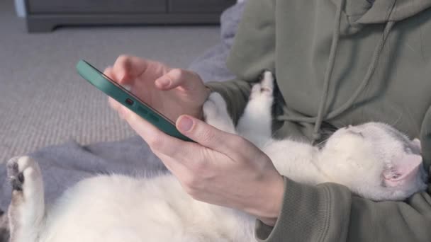 Close Mãos Mulher Deslizando Smartphone Com Gato Branco Nas Mãos — Vídeo de Stock