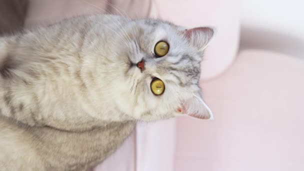 Close View Scottish Stripped Grey Cat Sits Looks Camera Big — Vídeos de Stock