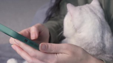 Close up of woman hands typing on smartphone with white cat in hands. Selective focus. Female sitting in green hoodie chatting on smartphone, stroking and play with cat spend free time in house.