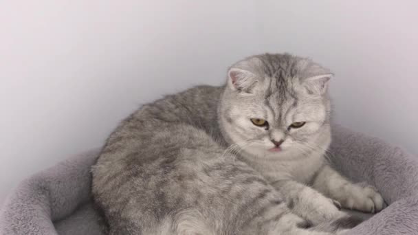 Grey Tabby Cat Grooming Itself Cat Tree Look Camera Slow — Stock Video