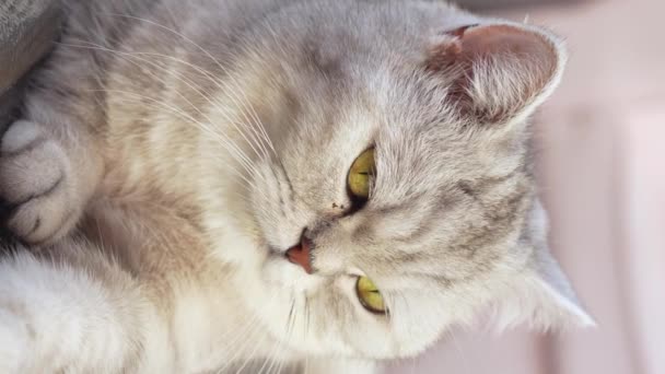 Nahaufnahme Schottische Gestreifte Graue Katze Sitzt Und Blickt Mit Großen — Stockvideo