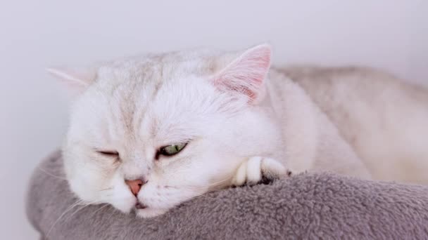 Закройте Белого Котенка Большими Голубыми Глазами Засыпающего Сером Кошачьем Дереве — стоковое видео
