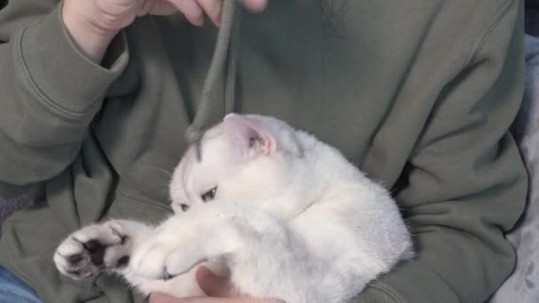 White Fluffy Cute Cat Blue Eyes Playing Hoodie Lace Woman — Αρχείο Βίντεο