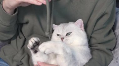 White fluffy cute cat with blue eyes is playing with the hoodie lace on woman hands. Cute kitten with closed eyes. Love cats and humans.