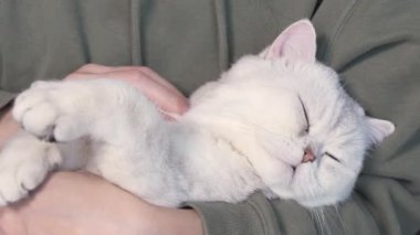Fluffy white cute cat is sleeping on humans hands and opens blue eyes. Cute lovely kitten with closed eyes. Love cats and humans.