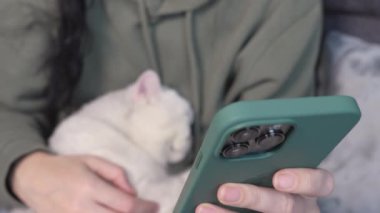 Close up of woman hands typing on smartphone with white cat in hands. Selective focus. Female sitting in green hoodie chatting on smartphone, stroking and play with cat spend free time in house.