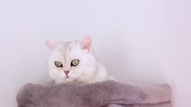 4k Close up white kitten with big blue eyes lying on grey cat tree. Domestic kitty pet lying. Sleep cat. Concept of happy adorable pets.
