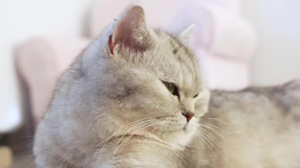 Закройте Серого Котенка Большими Желтыми Глазами Засыпающими Фоне Розового Стула — стоковое видео