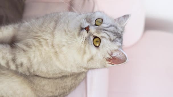 Close View Scottish Stripped Grey Cat Sits Looks Camera Big — 비디오
