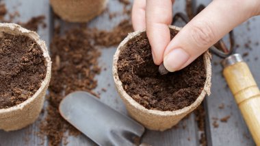 Close up of hand planting a seed in eco friendly biodegradable peat pots, top view, selective focus. Spring natural gardening, eco, plant care, organic product.