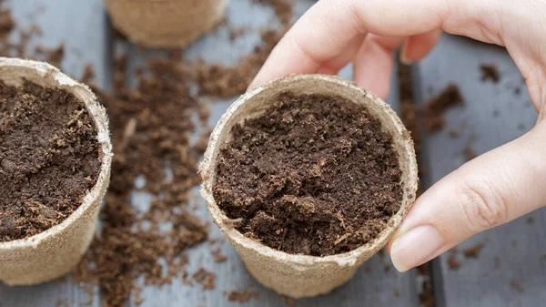 Close up of hand holding eco friendly biodegradable peat pots with planted seeds, top view, selective focus. Spring natural gardening, eco, plant care, organic product.