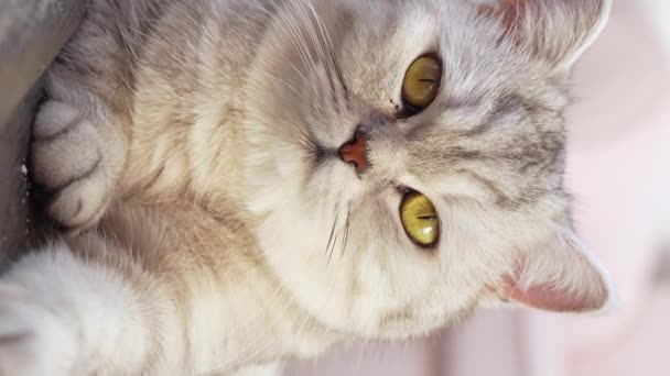 Close View Scottish Stripped Grey Cat Sits Looks Camera Big — ストック動画