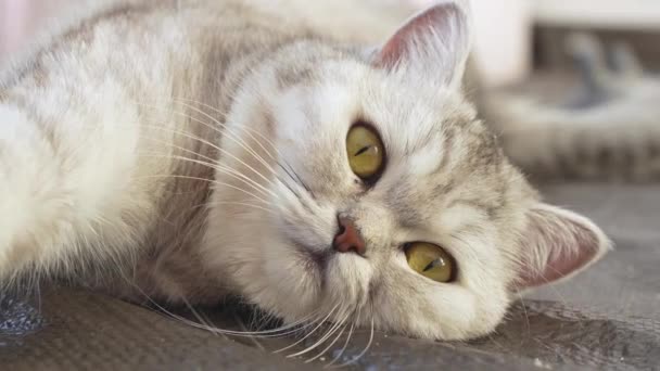 近距离观察英国脱光灰色的猫躺在她的腹部向上移动 看旁边 慢动作模糊的背景 阳光明媚的日子里长着大大的黄色眼睛的松驰灰猫 — 图库视频影像
