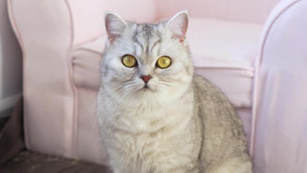 Brittish Stripped Grey Cat Sienta Junto Silla Rosa Mira Fijamente — Vídeos de Stock