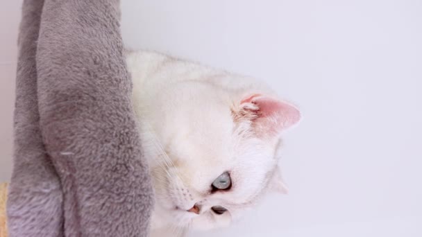 Vertical Close White Kitten Blue Big Eyes White Domestic Kitty — Stock video