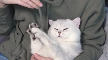 Mavi gözlü beyaz tüylü sevimli kedi kadın ellerindeki kapüşonlu dantelle oynuyor ve uyuyakalıyor. Gözleri kapalı sevimli bir kedi yavrusu. Kedileri ve insanları severim.