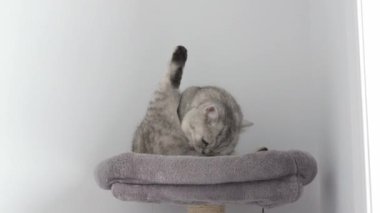 Grey tabby cat grooming itself with leg up at home look at camera in slow motion. British shorthair cat licking its butt and look in camera. Cat with yellow eyes on cat tree. Selective focus