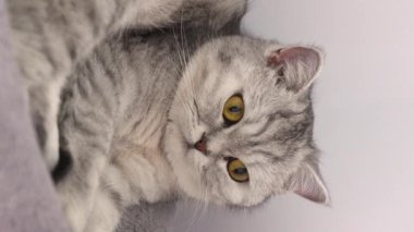 Yavaş çekimde kedi ağacındaki uykulu gri tekir kediyi kapat. Dikey. İngiliz kısa boylu kedi yavrusu burnunu yalıyor ve kameraya bakıyor. Kedi ağacında sarı gözlü kedi. Seçici odak