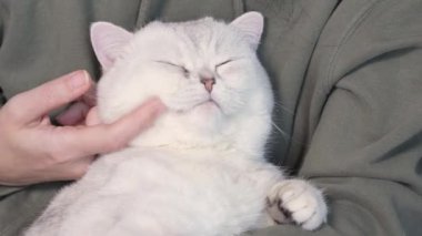Woman petting her lovely fluffy white cute cat. Cute kitten with closed eyes. Love cats and humans