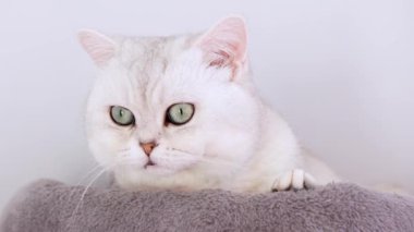 4k Close up white kitten with big blue eyes lying on grey cat tree. Domestic kitty pet lying. Sleep cat. Concept of happy adorable pets
