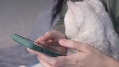 Close up of woman hands typing on smartphone with white cat in hands. Selective focus. Female sitting in green hoodie chatting on smartphone, stroking and play with cat spend free time in house