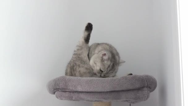 Grey Tabby Cat Grooming Itself Leg Home Look Camera Slow — Stock Video