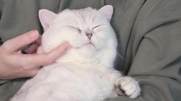 Vrouw Aaien Haar Mooie Pluizige Witte Schattige Kat Leuk Poesje — Stockvideo