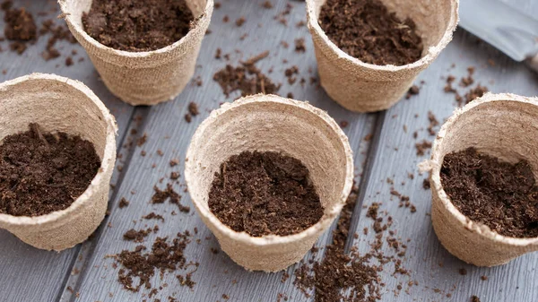 Rows Seedlings Eco Friendly Biodegradable Peat Pots Top View Selective — Foto Stock