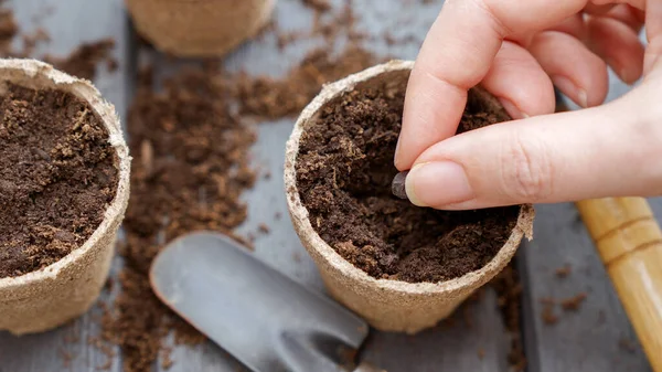 Close Hand Planting Seed Eco Friendly Biodegradable Peat Pots Top — Fotografia de Stock