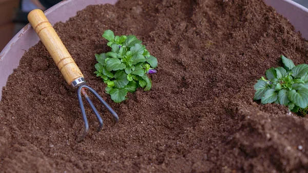 Taking Care Planting Seedling Small Garden Rake Soil New Sprout — Stock Photo, Image